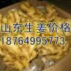 大量批发山东生姜，面姜，黄姜