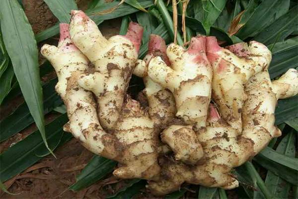 子姜怎么挑选 154439232483.jpg