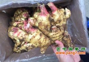 安丘新姜上市，生姜企业复工 ()