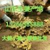 供应山东优质生姜 鲜姜批发产地直销