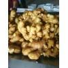 山东大黄姜 圆头新姜大量供应产地直销