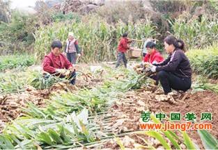 海阳：大姜收获季，产量真不赖 ()