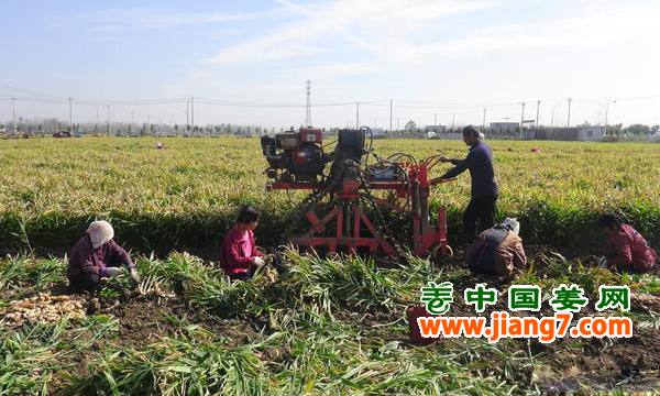 安徽：大姜喜获丰收 ()