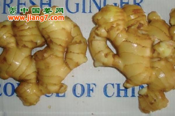 新姜出口季已经到来 ()