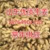 山东优质生姜，大姜批发
