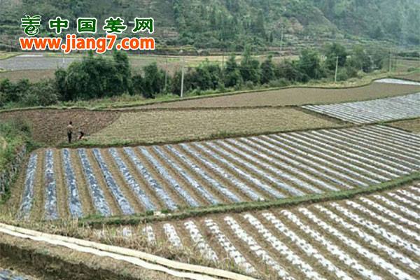 贵州镇宁：蔬菜脱贫攻坚战打响 ()