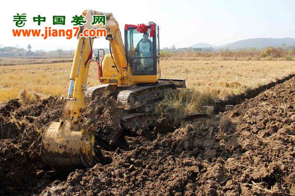 铜陵：深翻姜田备来年 ()