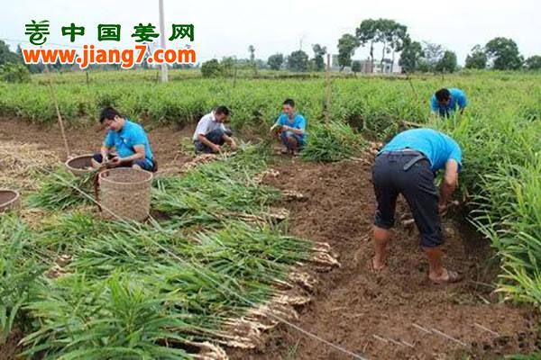 泸县：牛滩生姜成了国家地理标志保护产品 ()