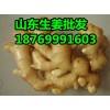 供应优质生姜18769991603