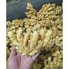 山东生姜供应大黄姜，小黄姜，面姜批发