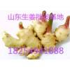 1825941888供应山东生姜