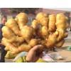 山东生姜 姜种批发15763383711