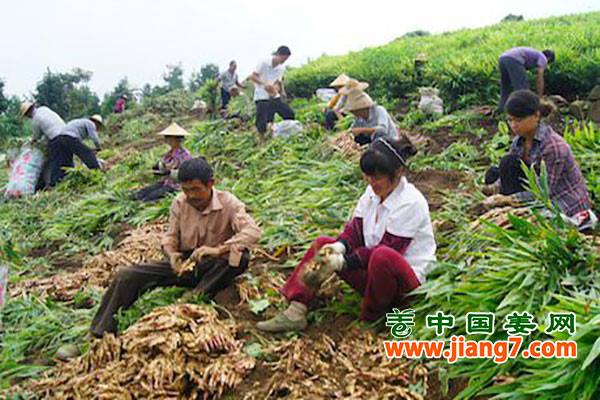 生姜出口趋稳，淡季将近 ()