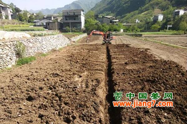 重庆：脱贫生姜攻坚战打响 ()