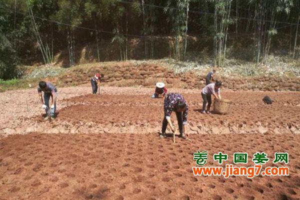 四川“洞洞姜”打开致富之门 ()