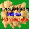 山东生姜产地批发