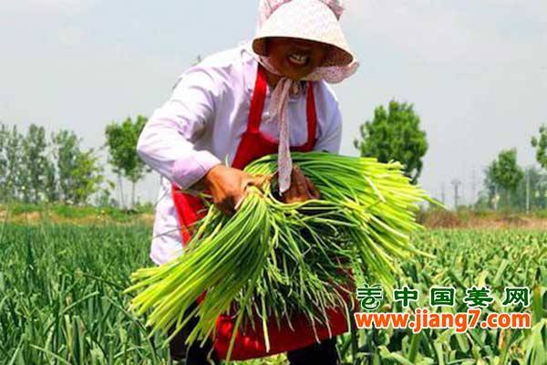 蒜薹触底反弹 ()