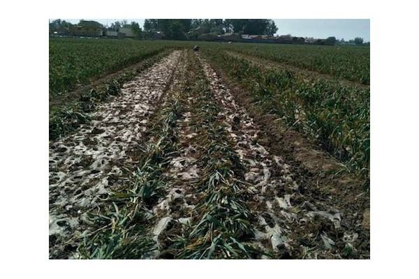 大蒜价格回落，出口逐步回暖 ()