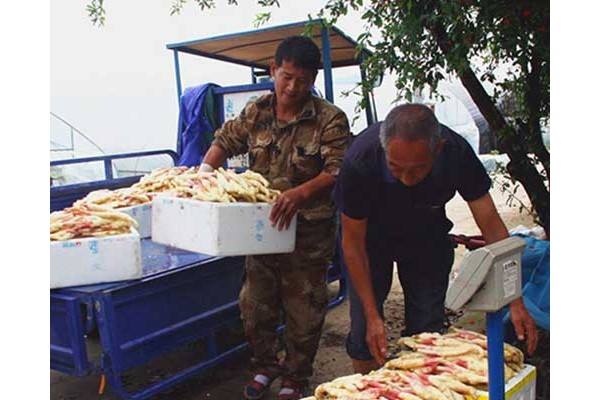 武义生姜成金条，农户丰产丰收 ()