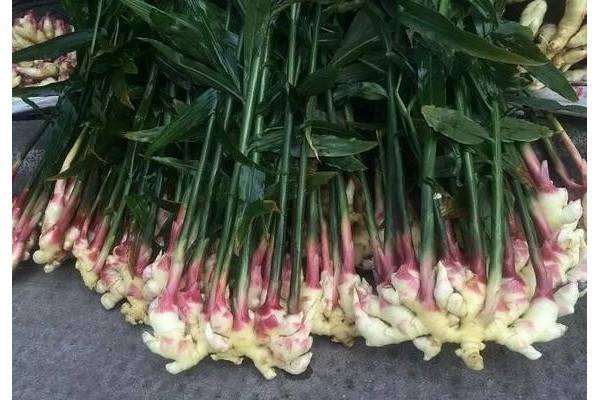 新丰仔姜上市，丰产丰收 ()