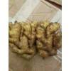 生姜批发生姜价格大姜行情信息