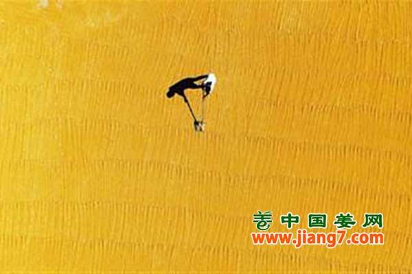 农民的节日：“中国农民丰收节” ()