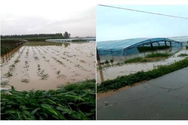 安丘：强降雨过后，大姜受灾到底有多严重？ ()