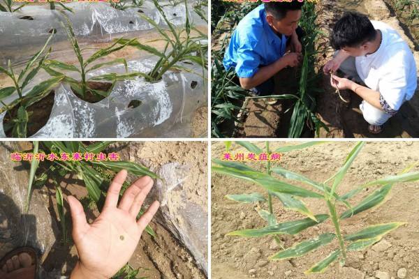 中国姜网 产区调研实录 ()