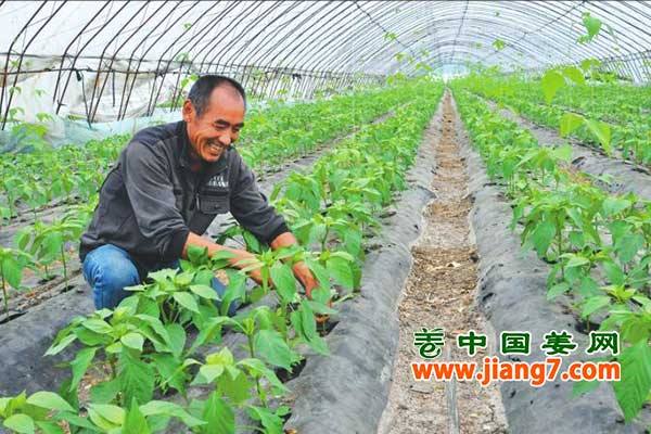 绥化：品牌蔬菜闯出大名堂！ ()