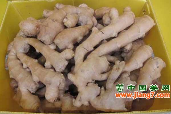 山东生姜受灾较重 ()