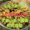 供应大姜 小姜 小黄姜