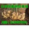 山东今日生姜大量批发供应