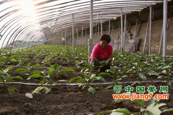 北京：菜价回落明显 ()