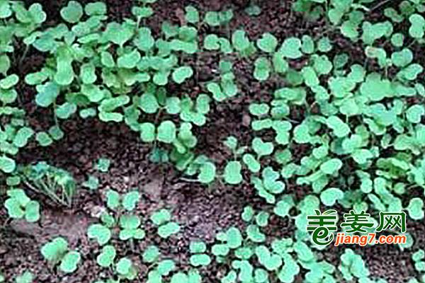 提高土壤透气性，改善根系活力 ()