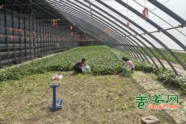 和田：油白菜丰收了 ()