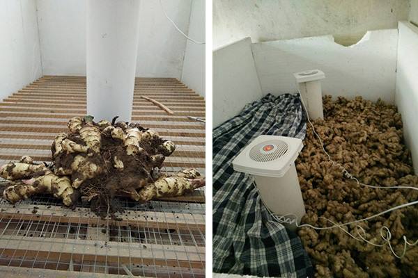 全自动大姜催芽专用箱3