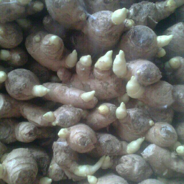 全自动大姜催芽专用箱4