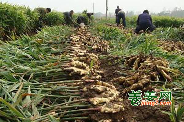 河北新姜丰收上市 ()