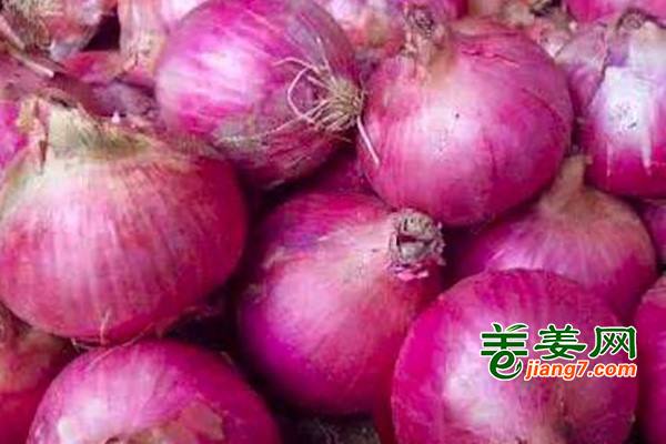 山东洋葱出口量逐年放大 ()