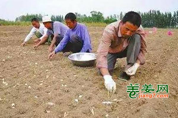 大蒜价格创新低，种还是不种? ()