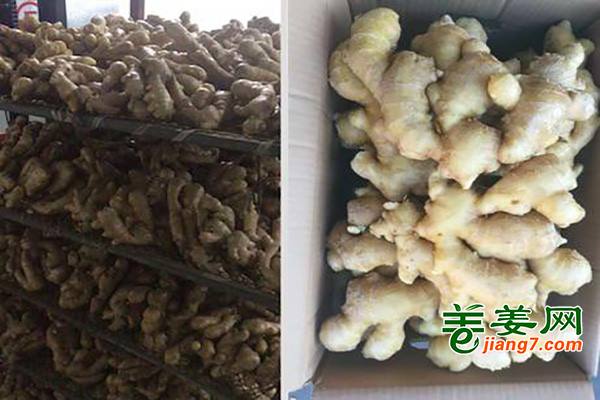 生姜出口价格稳定 ()