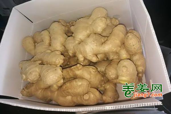 中国生姜国际竞争力强劲 ()