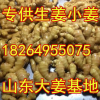 山东万亩优质小黄姜鲜姜大姜上市