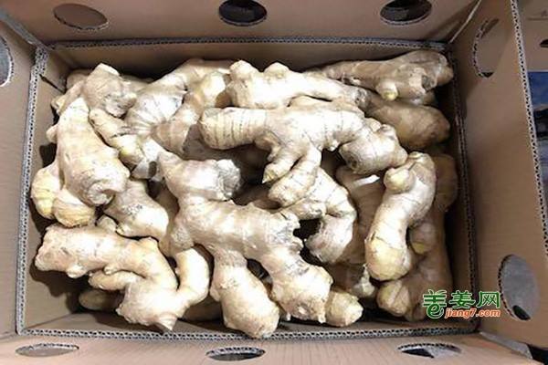 生姜出口价格飙升 ()