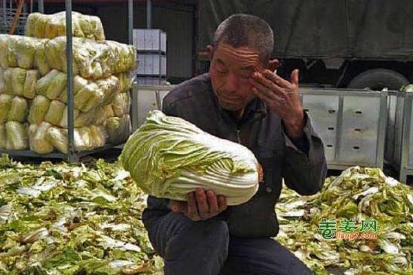 种菜为什么不挣钱？ ()