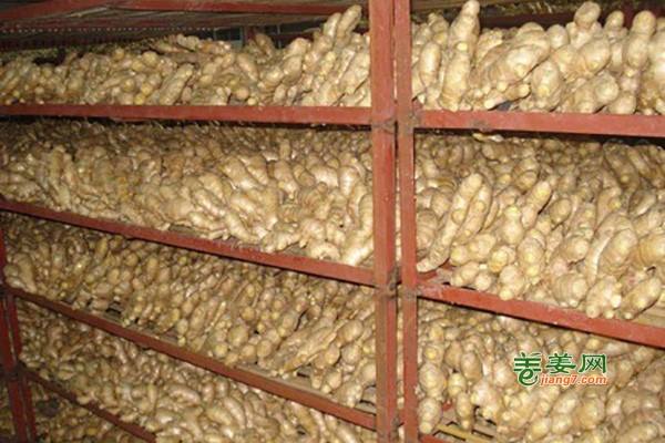 安丘夏季涝灾对生姜影响较大 ()