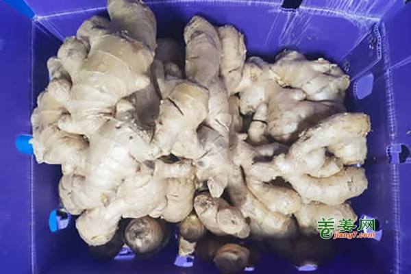 新姜出口需求较多 ()