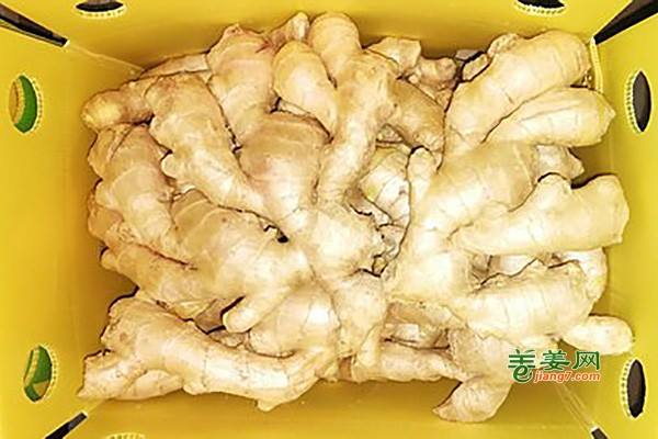 大姜价高，出口需求不旺 ()