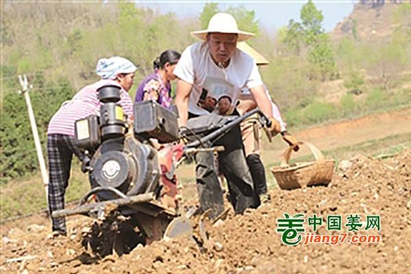 贵州：生姜种植带动农户致富 ()