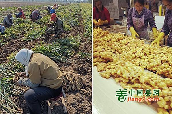 生姜出口价格上涨30% ()